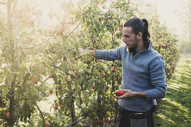 Mann steht im Apfelgarten und pflückt Äpfel vom Baum. Apfelernte im Herbst. - MINF10350