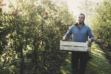 Man standing in apple orchard, holding crate with apples. Apple harvest in autumn. - MINF10351