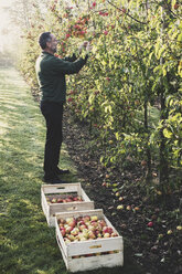 Mann steht im Apfelgarten und pflückt Äpfel vom Baum. Apfelernte im Herbst. - MINF10354