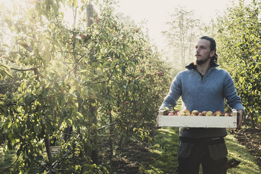 Mann steht in einer Apfelplantage und hält eine Kiste mit Äpfeln in der Hand - Apfelernte im Herbst. - MINF10356