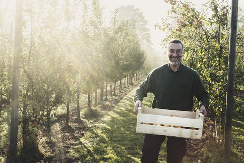 Ein lächelnder Mann steht in einer Apfelplantage, hält eine Kiste mit Äpfeln in der Hand und schaut in die Kamera: Apfelernte im Herbst. - MINF10357