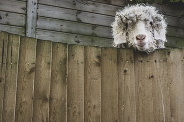 Close up of sheep looking at camera over wooden fence. - MINF10369