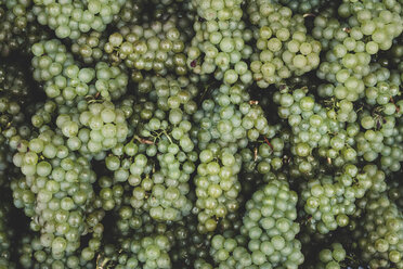 Nahaufnahme von frisch gepflückten grünen Trauben in einem Weinberg. - MINF10383