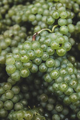 Nahaufnahme von frisch gepflückten grünen Trauben in einem Weinberg. - MINF10384