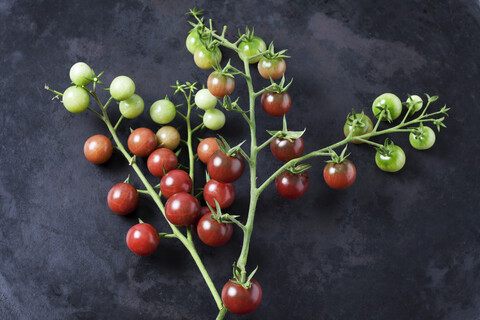 Rispentomaten 'Black Cherry' auf dunklem Grund, lizenzfreies Stockfoto