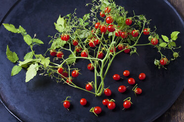 Johannisbeertomaten auf dunklem Grund - CSF29231