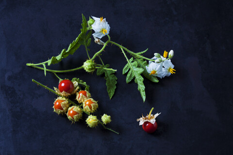 Klebrige Nachtschattentomaten, Blätter und Blüten auf dunklem Grund, lizenzfreies Stockfoto