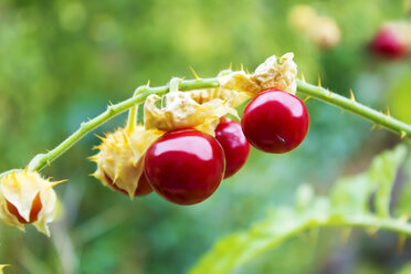 Sticky nightshade tomatoes - CSF29247