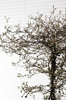 Zweige von Corokia cotoneaster vor weißem Hintergrund - CSF29251