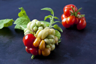 Cherry tomatoes 'Voyage' on dark ground - CSF29260