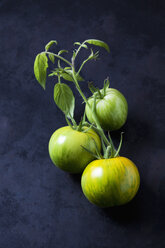 Drei Tomaten 'Green Zebra' auf dunklem Grund - CSF29262