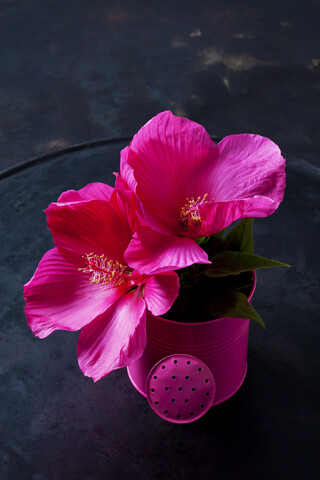 Rosa Hibiskusblüten in einer kleinen rosa Gießkanne auf dunklem Boden, lizenzfreies Stockfoto