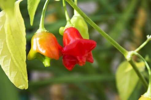 Chili-Paprika 'Bischofskrone - CSF29302