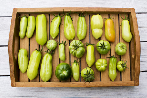 Tablett mit verschiedenen Tomaten, Reifegrad, unreif, lizenzfreies Stockfoto