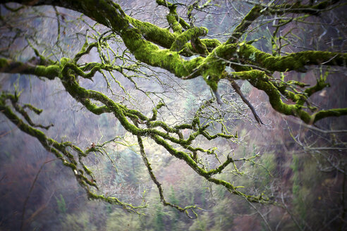 Spanien, Naturpark Gorbea, Moosbewachsener Baum - DSGF01768
