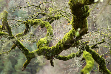 Spain, Gorbea Natural Park, moss-grown tree - DSGF01770