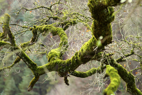 Spanien, Naturpark Gorbea, Moosbewachsener Baum - DSGF01770