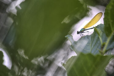 Libelle auf Blatt - DSGF01776