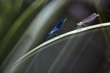 Zwei Libellen auf einem Grashalm - DSGF01777