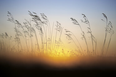 Reed at sunrise - DSGF01780