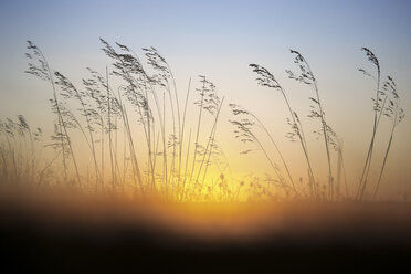 Schilf bei Sonnenaufgang - DSGF01780