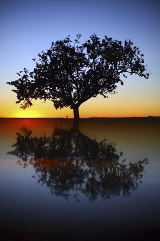 Silhouette und Reflexion der Kiefer bei Sonnenaufgang, lizenzfreies Stockfoto