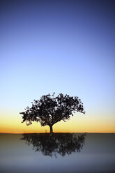 Silhouette und Reflexion der Kiefer bei Sonnenaufgang - DSGF01786