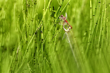 Two dragonflies in oviposition, close-up - DSGF01792