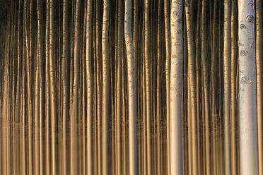 Spain, rows of silver poplar - DSGF01794