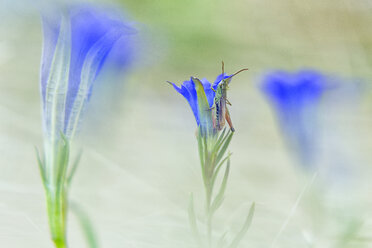 Spanien, Heuschrecke hängt an blauer Blüte - DSGF01796