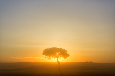 Spain, Province, Spain, Province of Zamora, single pine at sunrise - DSGF01798