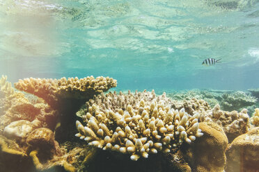 Australia, Queensland, Great Barrier Reef, Corals, close up - KIJF02256