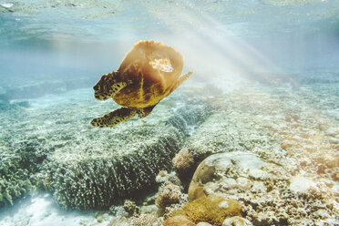 Australien, Queensland, Great Barrier Reef, Grüne Echte Karettschildkröte - KIJF02259