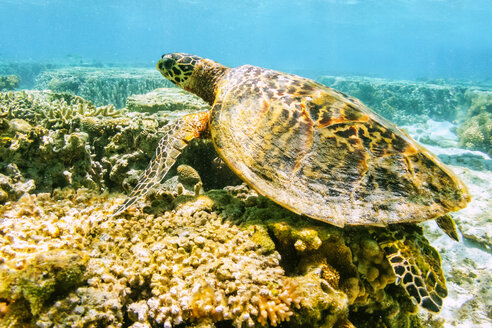 Australien, Queensland, Great Barrier Reef, Grüne Echte Karettschildkröte - KIJF02260