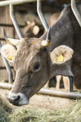 Kuh in einem traditionellen Kuhstall auf einem Bauernhof - SBOF01687