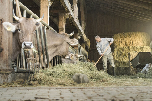 Farmer feeding his cows in traditional farm cowshed - SBOF01688