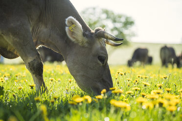 Weidende Kuh auf einer Wiese mit Löwenzahn - SBOF01694