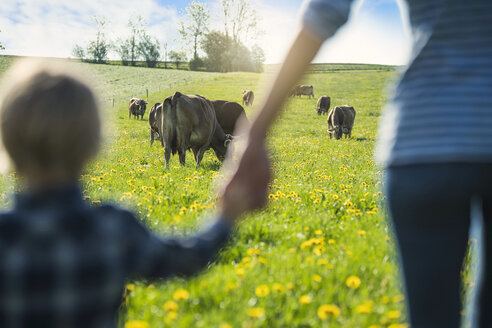 Mutter und Sohn halten sich an den Händen und betrachten Kühe, die auf einer Wiese mit Löwenzahn grasen - SBOF01695