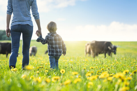 Mutter und Sohn halten sich an den Händen und betrachten Kühe, die auf einer Wiese mit Löwenzahn grasen, lizenzfreies Stockfoto