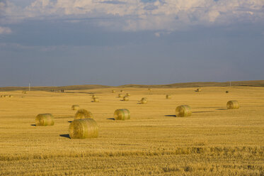 USA, Wyoming, Strohballen auf einem Feld - RUNF01042