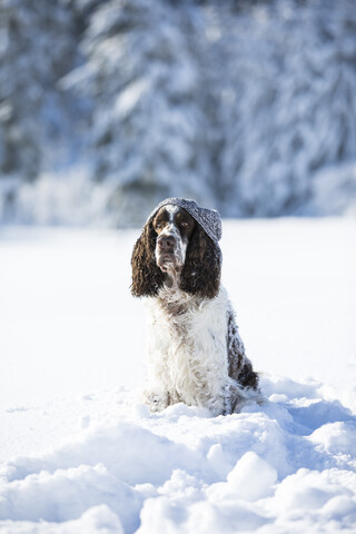 Englischer Springer Spaniel mit Wollmütze auf schneebedeckter Wiese sitzend, lizenzfreies Stockfoto