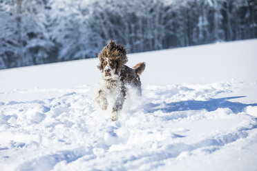 English Springer Spaniel läuft auf verschneiter Wiese - MAEF12787