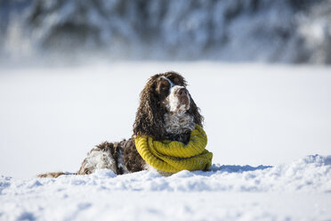 Englischer Springer Spaniel mit gelbem Halstuch auf verschneiter Wiese liegend - MAEF12788