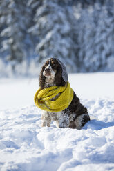 Englischer Springer Spaniel mit Wollmütze und gelbem Schal auf einer verschneiten Wiese sitzend - MAEF12790