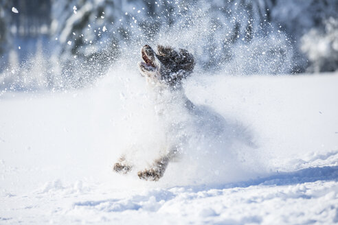 English Springer Spaniel läuft auf verschneiter Wiese - MAEF12792