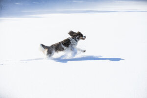 English Springer Spaniel running on snow-covered meadow - MAEF12793