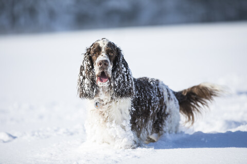 Porträt eines English Springer Spaniels auf einer schneebedeckten Wiese, lizenzfreies Stockfoto