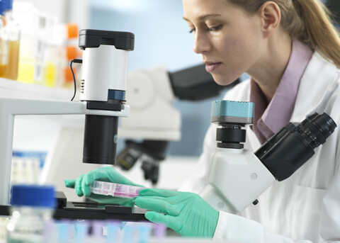 Cell Research, Scientist placing a multi well plate under the microscope ready to examine cells in the laboratory stock photo