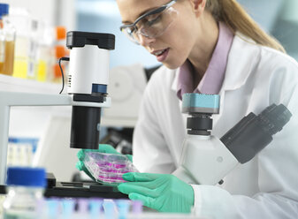 Cell Research, Scientist placing a multi well plate under the microscope ready to examine cells in the laboratory - ABRF00290