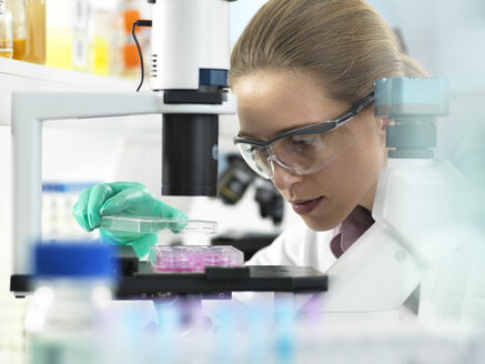 Cell Research, Scientist placing a multi well plate under the microscope ready to examine cells in the laboratory - ABRF00291